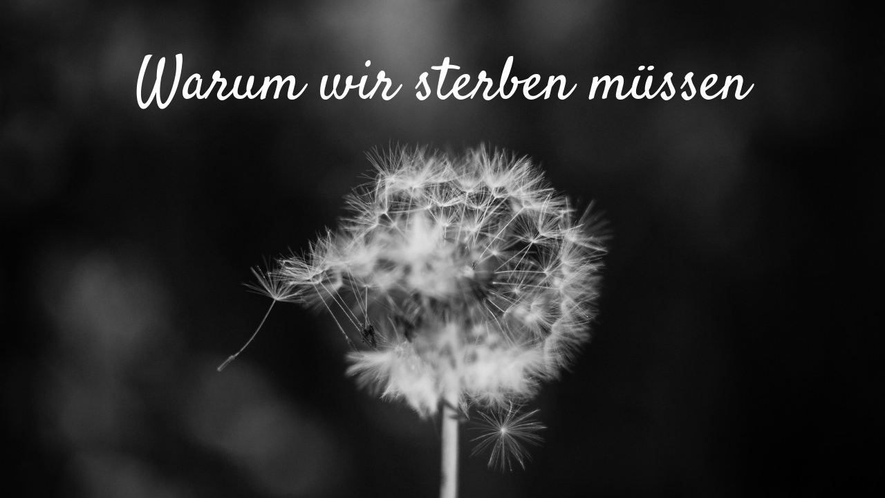 Pusteblume als Blogbild für "Warum müssen wir sterben?"