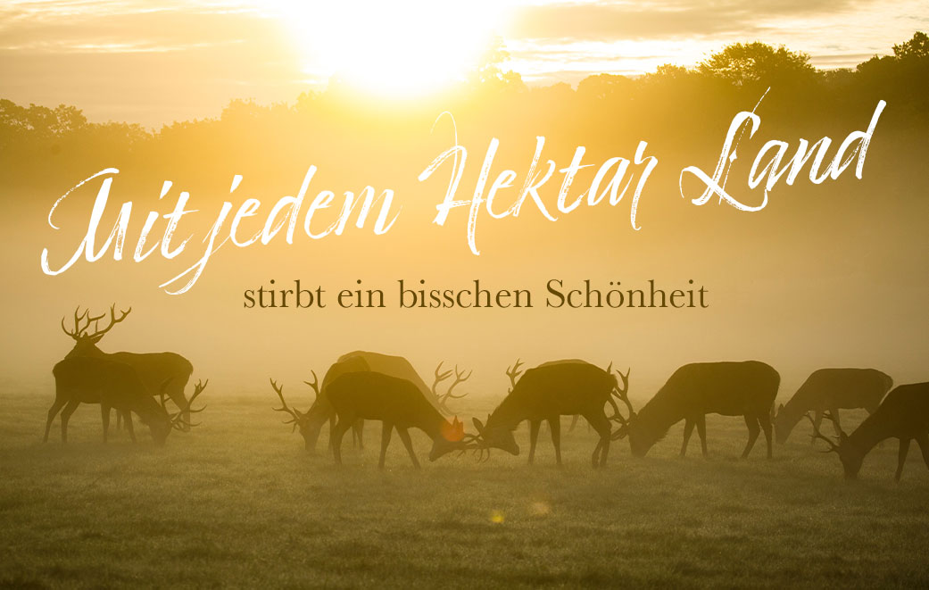 Natur: Hirsche auf einer Lichtung in der Dämmerung. Blogbild zum Thema: Mit jedem Hektar Land stirbt ein bisschen Schönheit